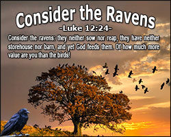 'Consider the Ravens' Poster Design