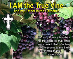 'I AM the True Vine' Poster Design 'I AM the True Vine' Poster Design